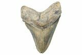 Serrated, Fossil Megalodon Tooth - North Carolina #275543-1